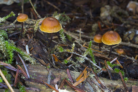 Xeromphalina cauticinalis  Fall,Geotagged,United States,Xeromphalina cauticinalis
