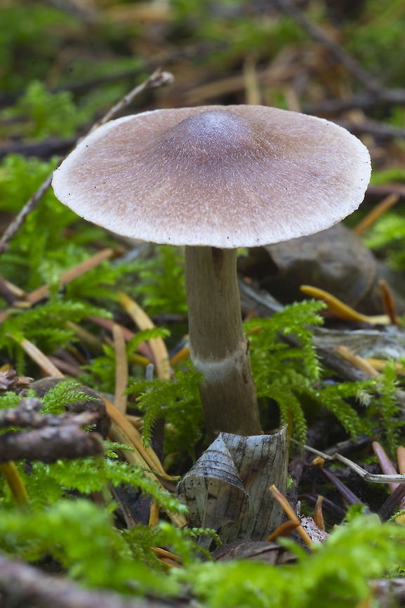 Cortinarius flexipes  Cortinarius flexipes,Fall,Geotagged,United States