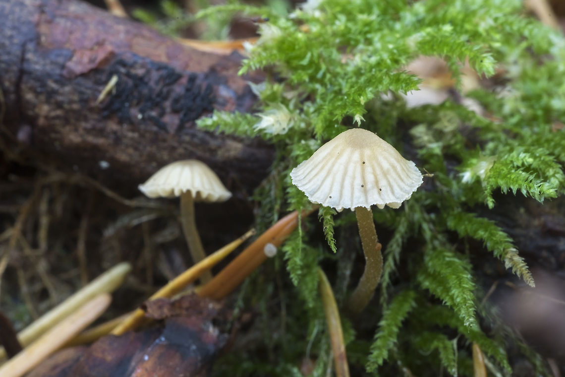 Tiny tan mushrooms drat... I'm pretty sure I've seen and ID'd these before.. but now I can't find them again..  Fall,Geotagged,United States