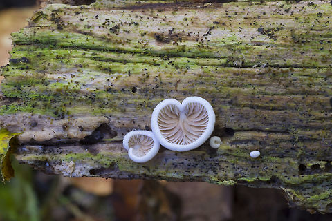 Variable oysterling  Crepidotus variabilis,Fall,Geotagged,United States,Variable Oysterling