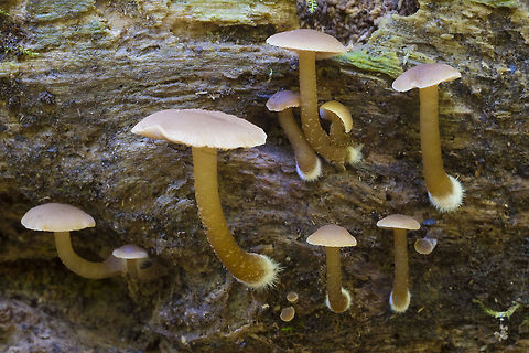 Possible Omphalina sp.  Fall,Geotagged,United States