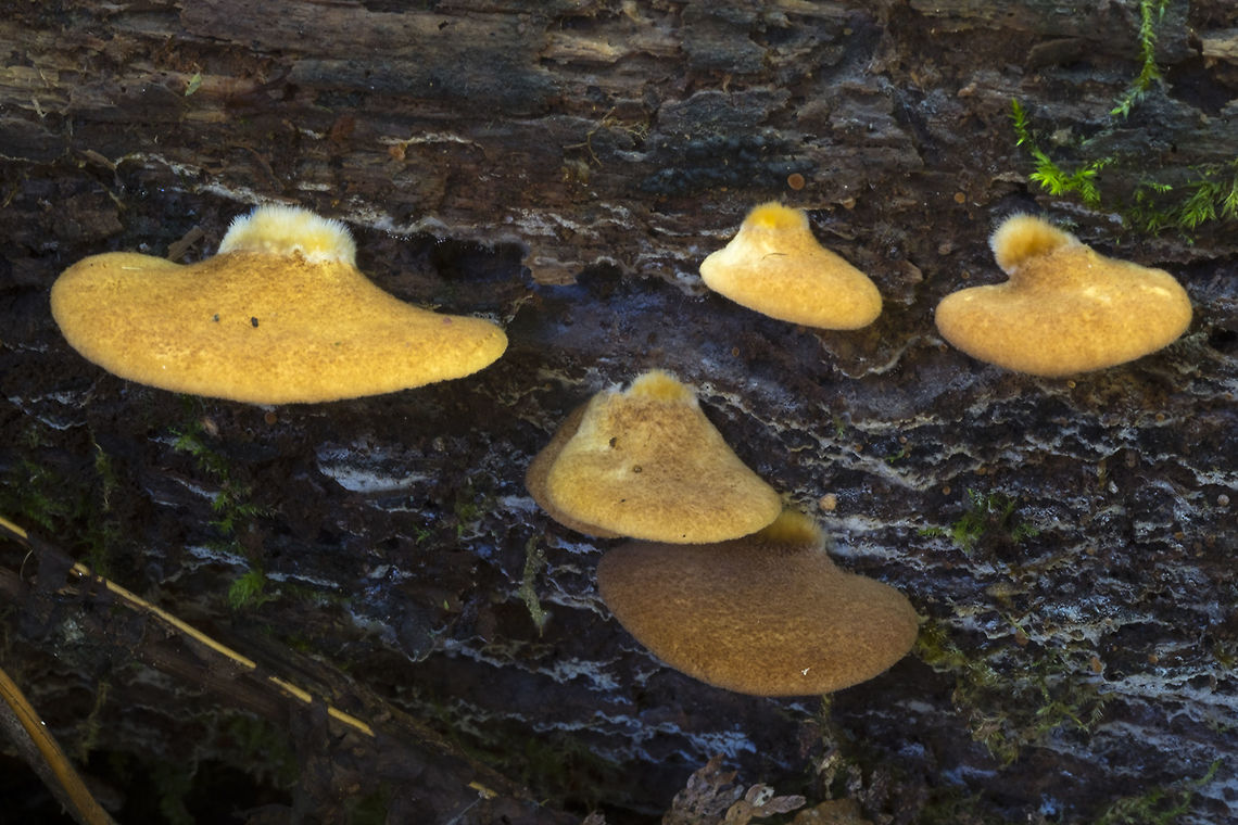 Crepidotus crocophyllus  Crepidotus crocophyllus,Fall,Geotagged,United States