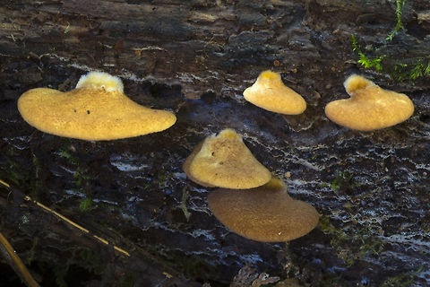 Crepidotus crocophyllus  Crepidotus crocophyllus,Fall,Geotagged,United States