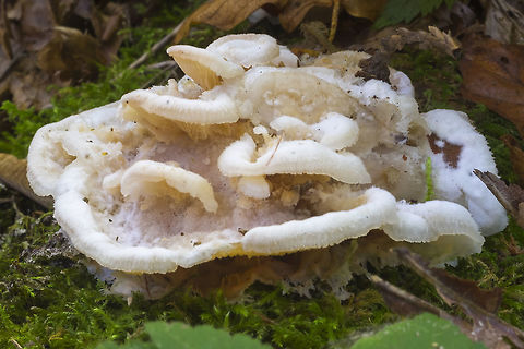 Jelly Rot  Fall,Geotagged,Jelly Rot,Phlebia tremellosa,United States