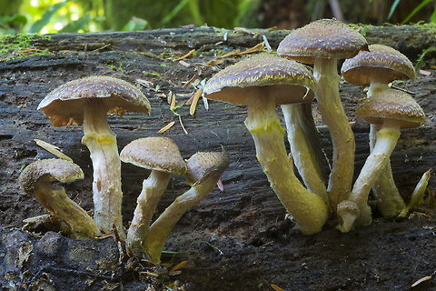 Armillaria sinapina yellow scales distinguish this one from A. ostoyae Armillaria sinapina