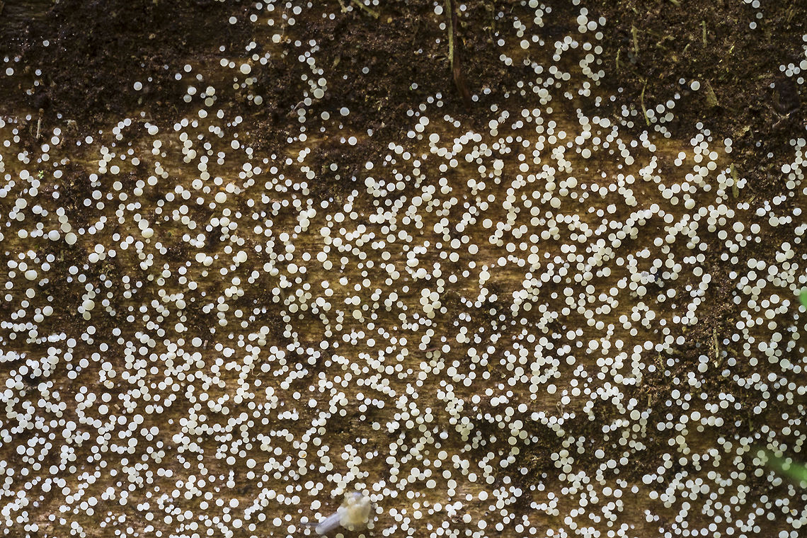 Calycina sp. not a lot of info, but I think this is probably Calycina. Tiny white pin shaped fungi. (and a ghostly little snail) Fall,Geotagged,United States
