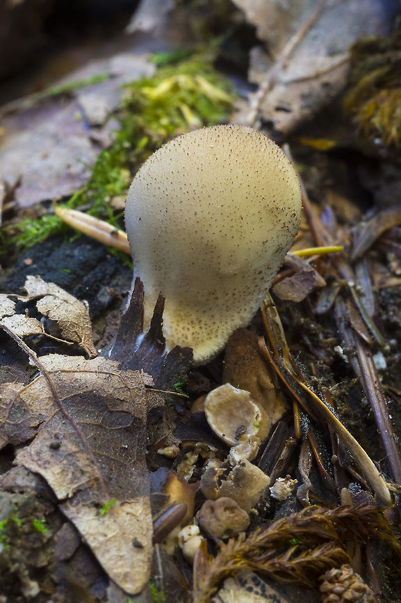 Pear shaped puffball This is the only puff ball in the area that grows on wood - this one is bursting right out of the root it is growing on.  Fall,Geotagged,Lycoperdon pyriforme,Pear-shaped Puffball,United States