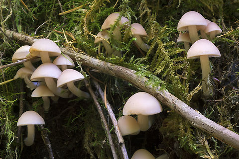 small pale hygrophaous mushrooms  Fall,Geotagged,United States
