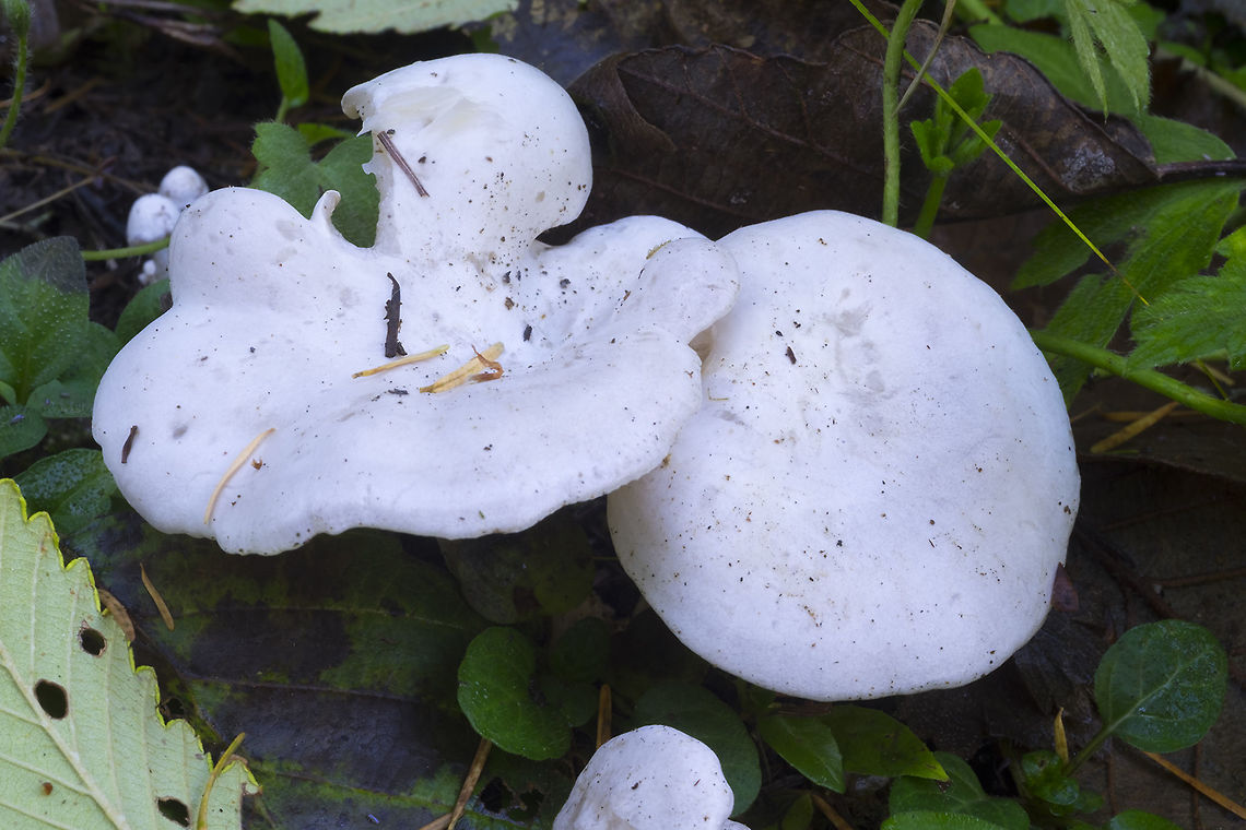 Clitocybe sp.  Fall,Geotagged,United States