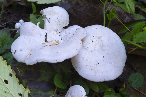 Clitocybe sp.  Fall,Geotagged,United States