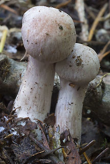 Young Cortinarius the cobwebby veil not yet broken Fall,Geotagged,United States