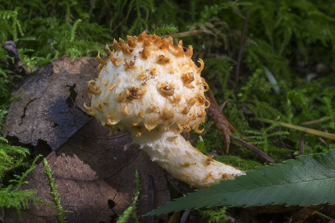 Pholiota squarrosa  Fall,Geotagged,Pholiota squarrosa,Shaggy scalycap,United States