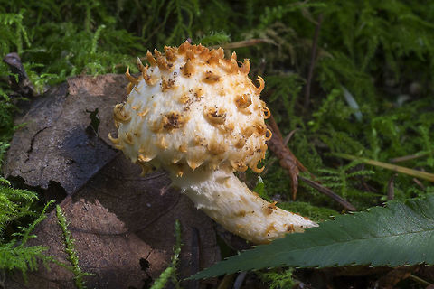 Pholiota squarrosa  Fall,Geotagged,Pholiota squarrosa,Shaggy scalycap,United States