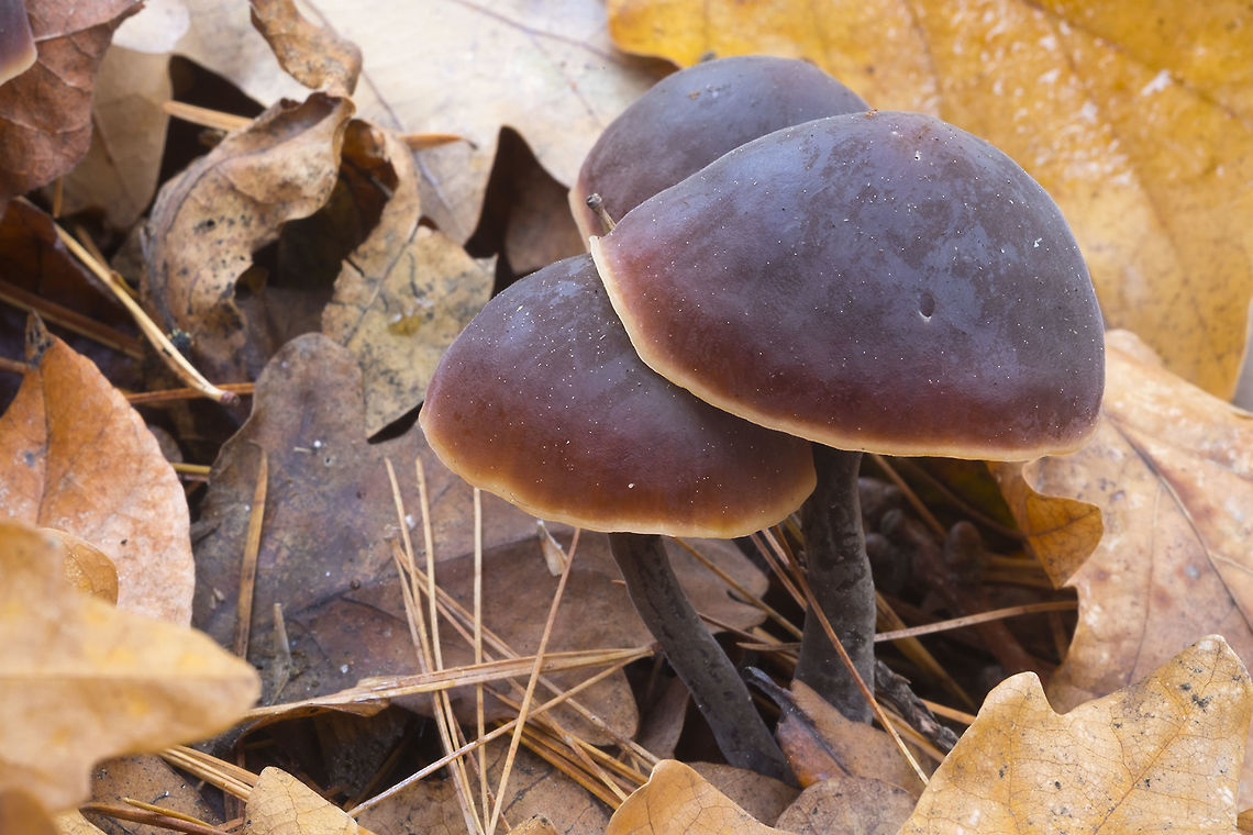 Macrocystidia cucumis the local guide calls this the &quot;sushi&quot; mushroom because of it&#039;s distinctive smell - and it is pretty accurate. It&#039;s not fishy, but rather, this mushroom has a very pleasant odor, very much like a nice fresh tuna cucumber maki....  Fall,Geotagged,Macrocystidia cucumis,United States