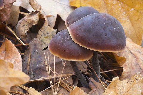 Macrocystidia cucumis the local guide calls this the "sushi" mushroom because of it's distinctive smell - and it is pretty accurate. It's not fishy, but rather, this mushroom has a very pleasant odor, very much like a nice fresh tuna cucumber maki....  Fall,Geotagged,Macrocystidia cucumis,United States