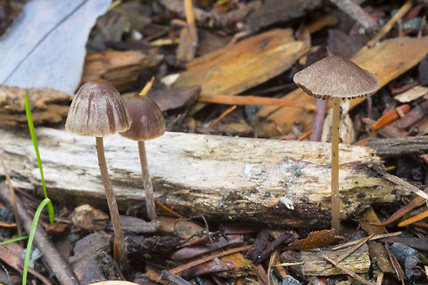 slender Psathyrella  Fall,Geotagged,Psathyrella gracilis,United States,slender Psathyrella