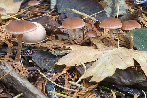 Scurfy twiglet  Fall,Geotagged,Tubaria furfuracea,United States
