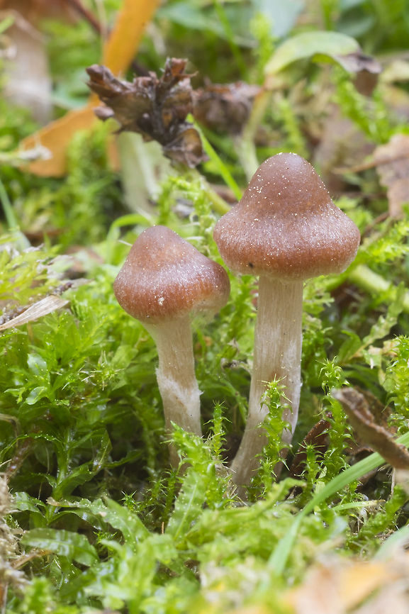 Tiny new cortinarius sp.  Fall,Geotagged,United States