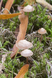 Small urban mushrooms maybe another Psathyrella Fall,Geotagged,United States