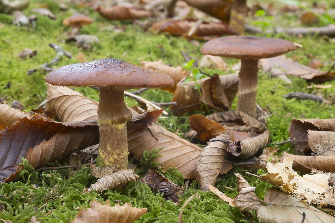 Armillaria Honey mushrooms are one of the few things that have been out in abundance this fall - tons of them... I think these are more A. nabsona as they are under maple and birch trees.  Armillaria nabsnona,Fall,Geotagged,United States