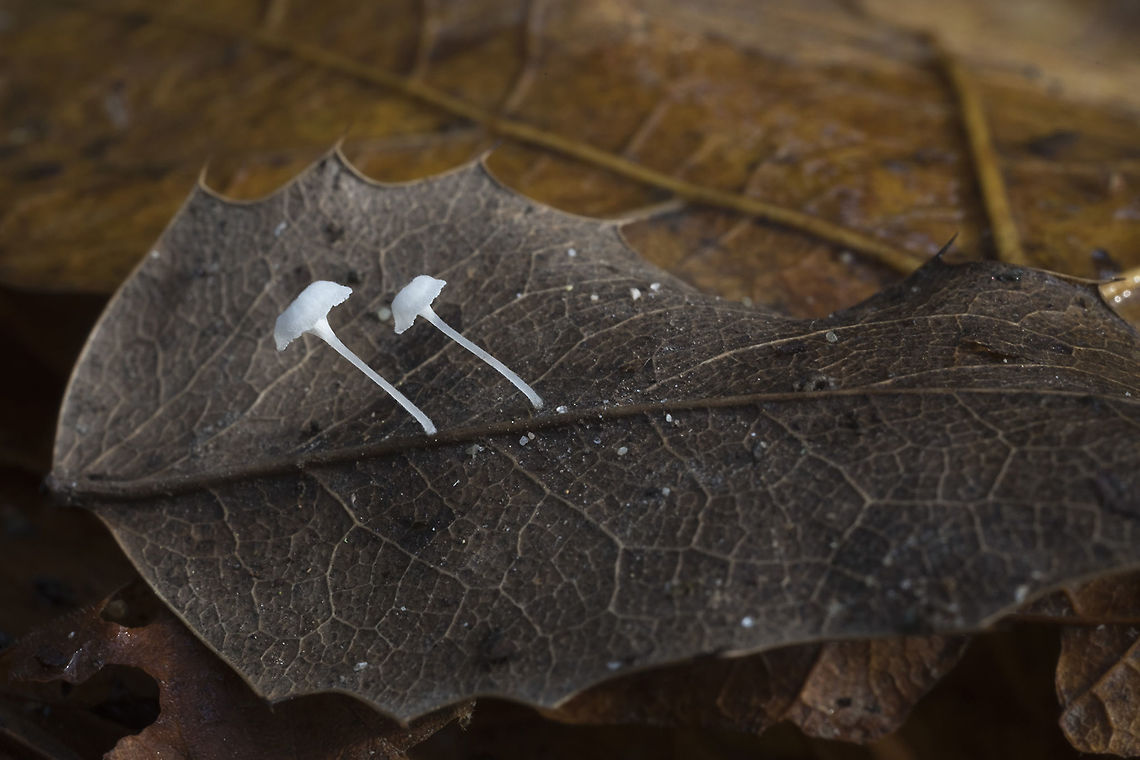 Hemimycena pseudocrispula  Fall,Geotagged,Hemimycena pseudocrispula,United States