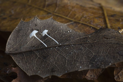 Hemimycena pseudocrispula