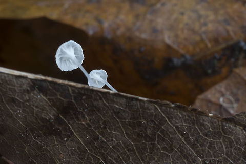 Hemimycena pseudocrispula  Fall,Geotagged,Hemimycena pseudocrispula,United States