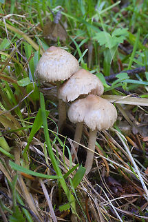 Shaggy tan mushrooms  Fall,Geotagged,United States