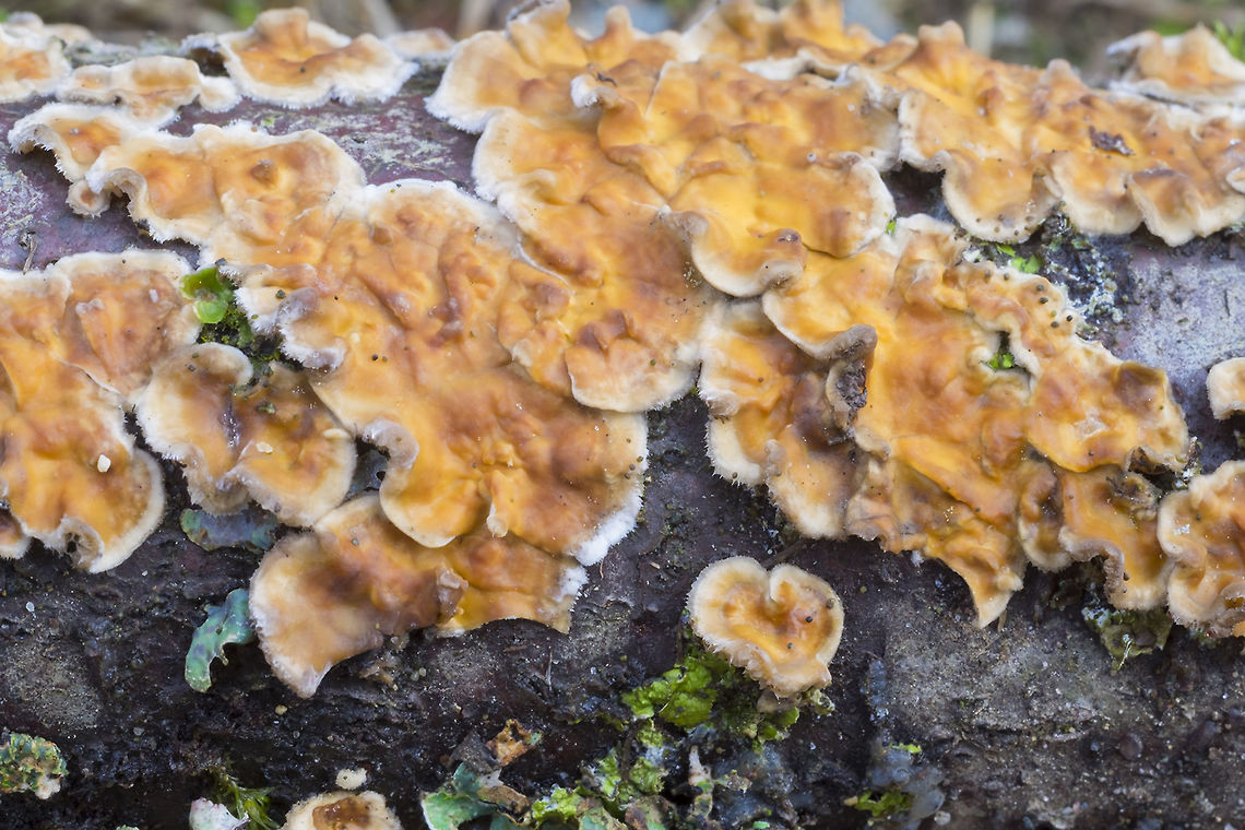 Stereum gausapatum  Fall,Geotagged,United States,bleeding oak crust,stereum gausapatum