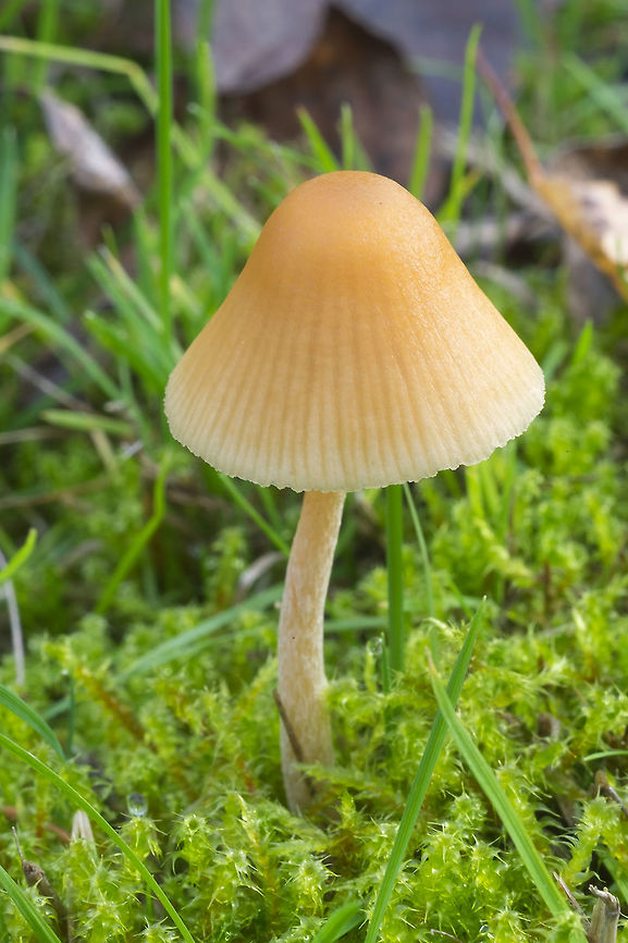 Galerina sp. might be Galerina mniophila Fall,Geotagged,United States