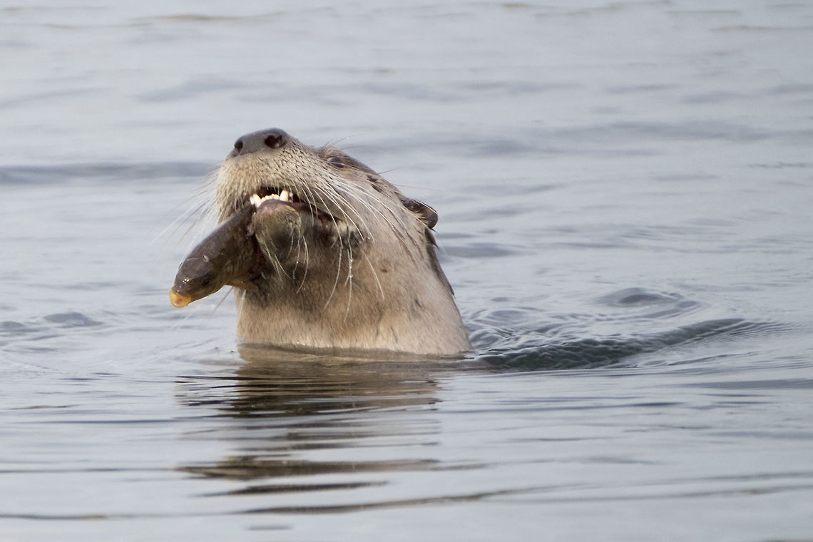Catch of the day It's pretty neat to see otters in Lake Washington - they've not been there for many years because of pollution. Their return is a good sign that the lake is becoming a more healthy environment. Fall,Geotagged,Lontra canadensis,North American river otter,United States