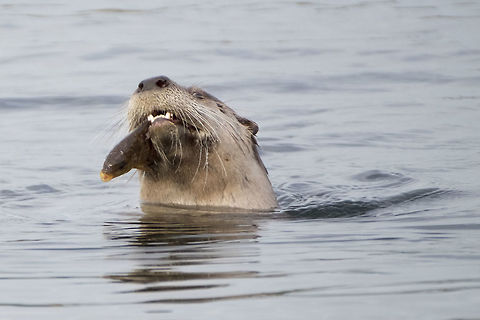 Catch of the day It's pretty neat to see otters in Lake Washington - they've not been there for many years because of pollution. Their return is a good sign that the lake is becoming a more healthy environment. Fall,Geotagged,Lontra canadensis,North American river otter,United States