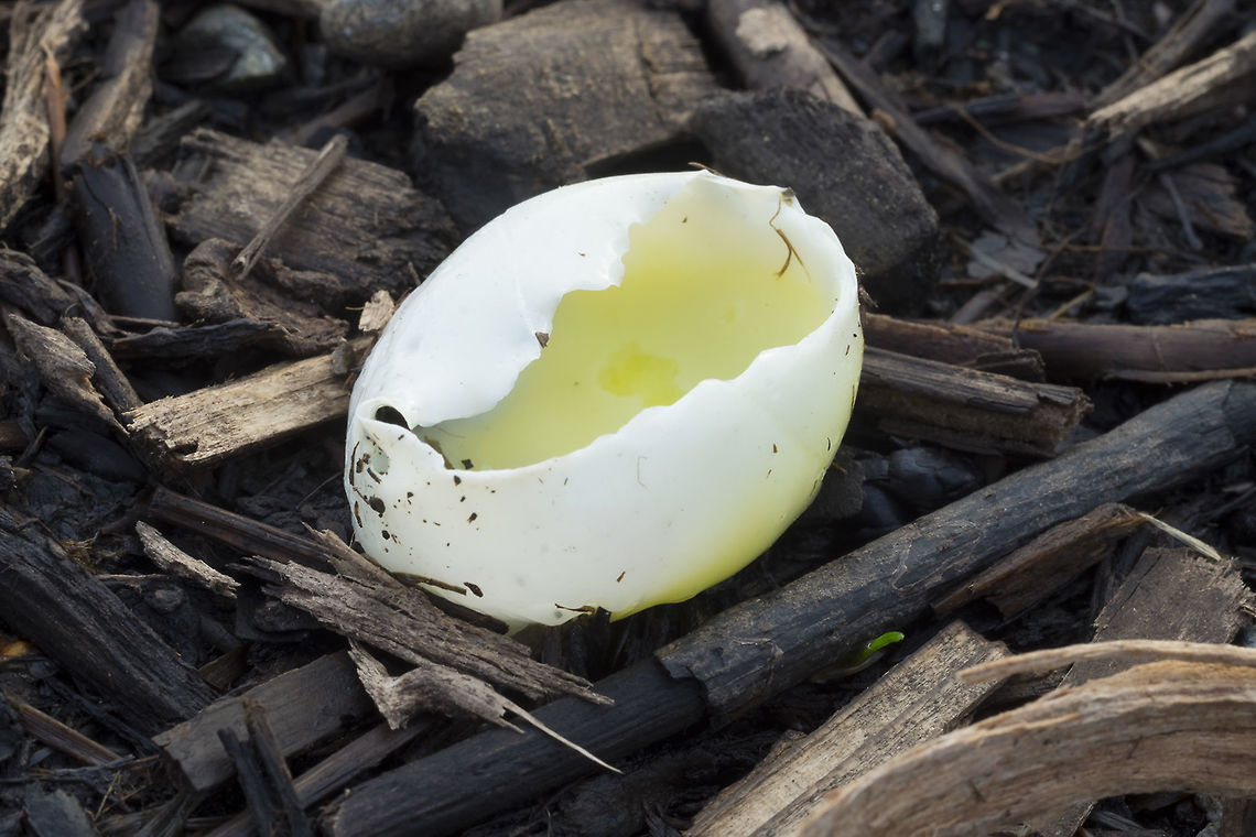 Egg like cup mushroom Interestingly I can't seem to find *anything* that looks like this crazy and distinctive cup mushroom.... There was a large clump of these, unfortunately mostly crushed, (this little guy was the only full one spared) growing in a fairly recently mulched area. They looked and felt very much like hardboiled egg.. white on top, to bright yellow near the base- the flesh was soft and gelatinous, not leathery at all and very fragile. <br />
So far I've seen absolutely nothing like them on any of the mushroom sites I normally use - so if anyone has seen these before do tell! Fall,Geotagged,United States