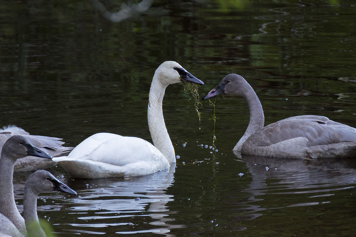 Trumpeter Swans the white individual is an adult, the grey ones are juveniles.  Cygnus buccinator,Geotagged,Trumpeter Swan,United States,Winter