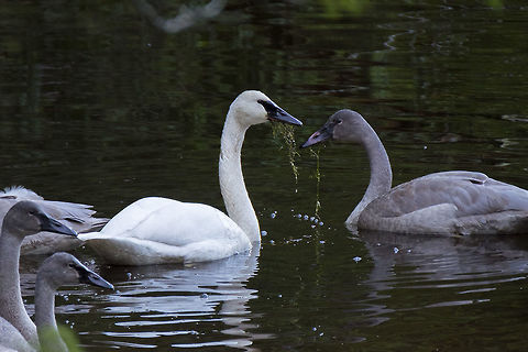 Trumpeter Swans the white individual is an adult, the grey ones are juveniles.  Cygnus buccinator,Geotagged,Trumpeter Swan,United States,Winter