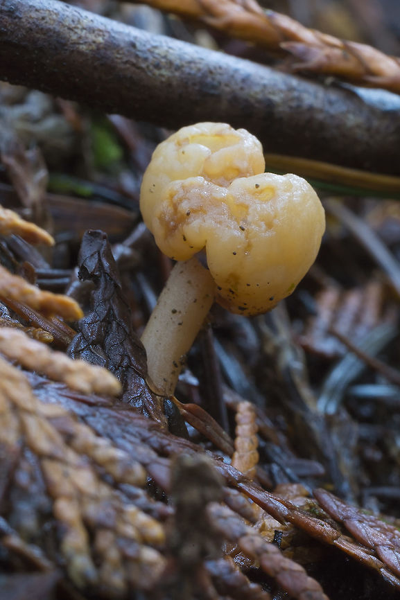 Cudonia circinans  Cudonia circinans,Geotagged,United States,Winter