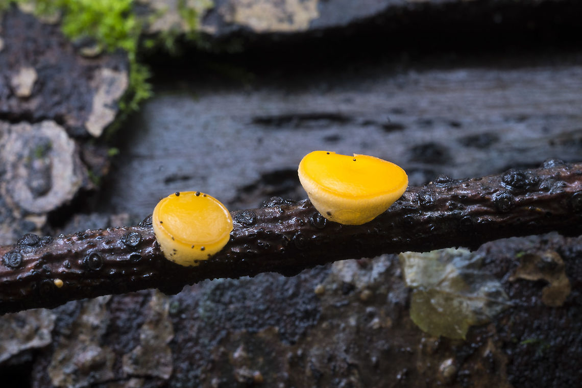 Ditiola peziziformis  Ditiola peziziformis,Geotagged,United States,Winter