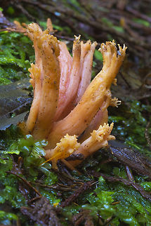 Fat orange/pink coral mushroom  Geotagged,United States,Winter