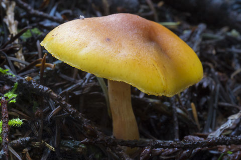 Rusty Scalegill  Geotagged,Gymnopilus sapineus,Scaly Rustgill,United States,Winter