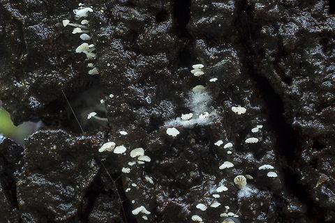 extremely tiny Marasimus or Hemimycena These were so small I couldn't tell they were gilled mushrooms until I looked at the photo.. They look very much like Marasmiellus candidus in extreme miniature. Geotagged,United States,Winter