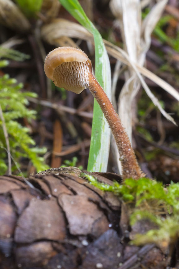 Ear pick mushroom These aren&#039;t thought to be uncommon, but this is only the second one I&#039;ve ever seen. Auriscalpium vulgare,Geotagged,Pinecone mushroom,United States,Winter