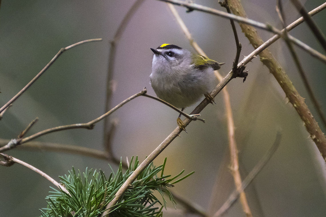 Golden-Crowned Kinglet  Geotagged,Golden-crowned kinglet,Regulus satrapa,United States,Winter
