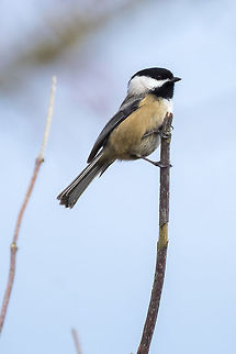 The Black-capped chickadee  Black-capped chickadee,Geotagged,Poecile atricapillus,United States,Winter