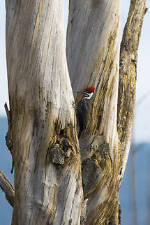 Pileated Woodpecker, Washington, USA  Dryocopus pileatus,Geotagged,Pileated Woodpecker,United States,Winter