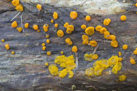 Dacrymyces chrysospermus  Dacrymyces chrysospermus,Geotagged,United States,Winter