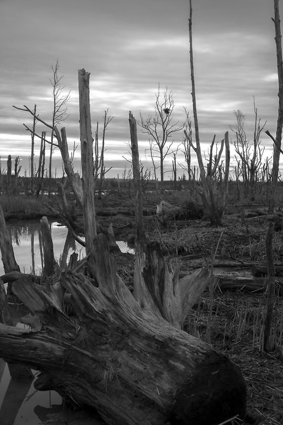 Wiley Slough - Fir Island - Washington This is an interesting place - it's an old tidal estuary that had once been diked off to created farmland, but has now had many of the dikes breached to allow it to begin to return to it's natural state. The restorers did not however, completely remove the stands of trees which had grown up in the area. Many were topped, but otherwise left. The salt water, of course, killed them quite quickly, so now there's a "forest" of debarked, topped trees standing in certain areas, that attract a lot of birds, especially the larger ones - hawks, eagles, woodpeckers. There's even an active eagle nest - yup, up the tree in the distance, that big tangle is an eagle nest. If you zoom in, even at this size, you can still make out the mama eagle standing watch. Geotagged,United States,Winter