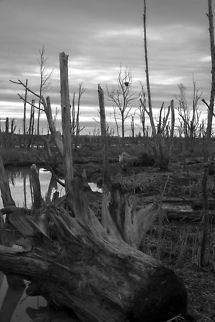 Wiley Slough - Fir Island - Washington This is an interesting place - it's an old tidal estuary that had once been diked off to created farmland, but has now had many of the dikes breached to allow it to begin to return to it's natural state. The restorers did not however, completely remove the stands of trees which had grown up in the area. Many were topped, but otherwise left. The salt water, of course, killed them quite quickly, so now there's a "forest" of debarked, topped trees standing in certain areas, that attract a lot of birds, especially the larger ones - hawks, eagles, woodpeckers. There's even an active eagle nest - yup, up the tree in the distance, that big tangle is an eagle nest. If you zoom in, even at this size, you can still make out the mama eagle standing watch. Geotagged,United States,Winter