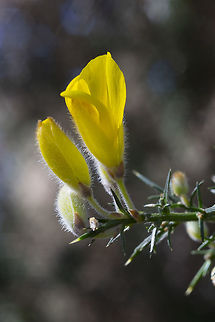 Gorse this is a noxious weed here in Washington... Common Gorse,Geotagged,Ulex europaeus,United States,Winter