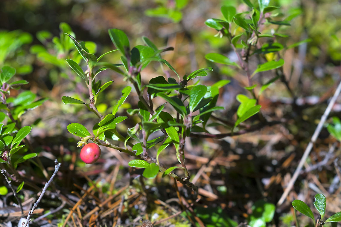 Kinnikinnick aka Bearberry aka Pinemat Manzanita  Arctostaphylos uva-ursi,Geotagged,United States,Winter