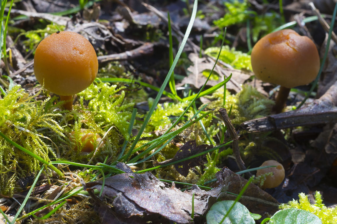 Little brown mushrooms... likely to be a Galerina sp.  Geotagged,United States,Winter